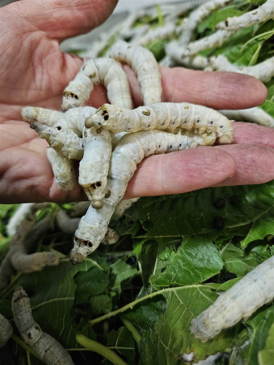 Seidenraupen auf einer Hand über Maulbeerblättern